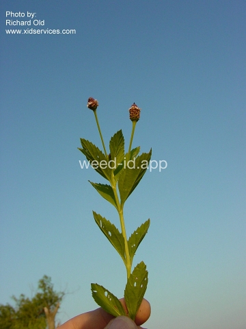 fogfruit, northern